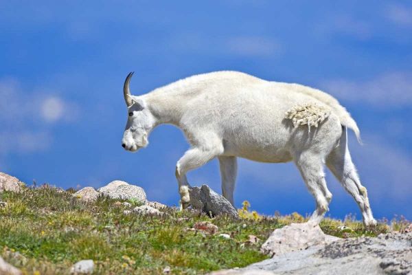 CO, Mount Evans Mountain goat walking on ridge